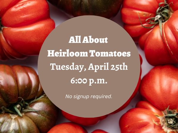 All About Heirloom Tomatoes